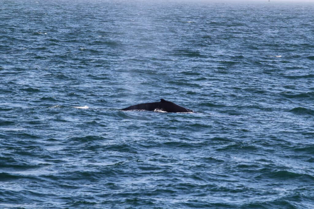 walewatching-Island-reykjavik-unterwegs-walbeobachtung-island-reise-buchen