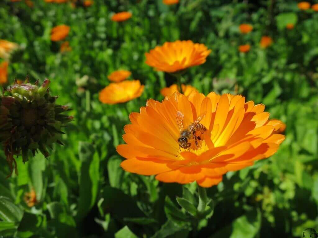 la-reunion-blumeninsel-vulkaninsel-flora-und-fauna-aktivurlaub-planen-reise-buchen-mietwagenrundreise