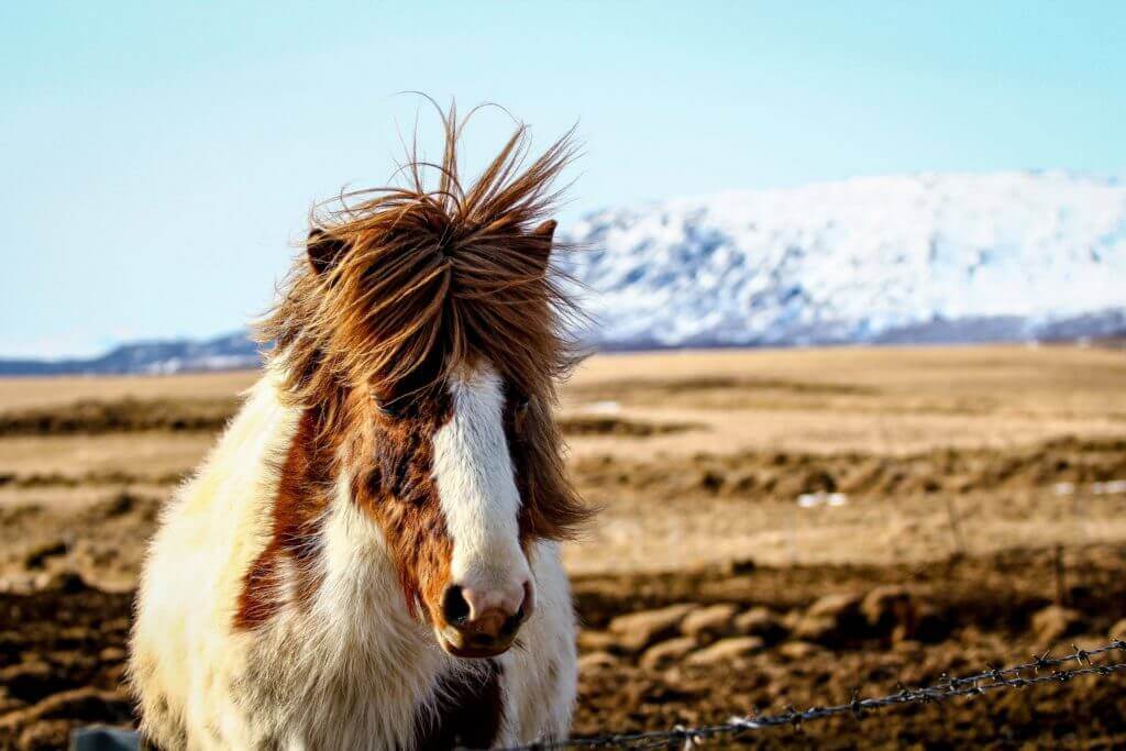 europa-reiturlaub-reisen-nach-island-fuer-familien-islandpferde-buchen