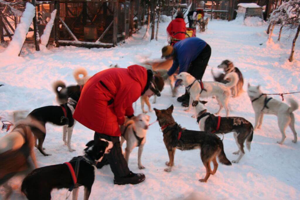 hundschlittentour-finnland-wintertour-lappland-aktive-reise-gruppenreise