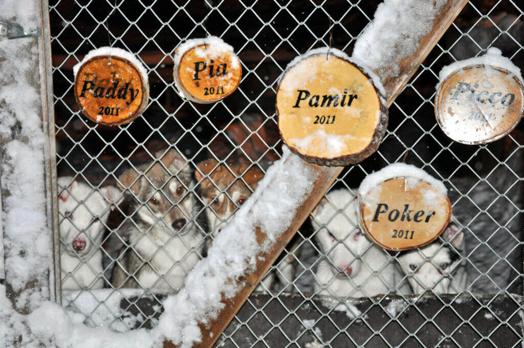 buchen-hundschlitten-tour-reise-finnisch-lappland-gruppenreise-nordeuropa-aktiv