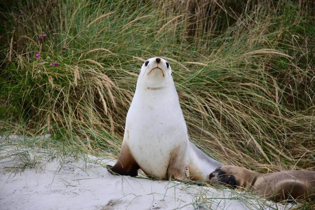 neuseeland-Otago-Peninsula-Tierbeobachtung-rundreise-reiseprofi-fotourlaub-fotoreise-tierfotografie-tiere-rundreise-reisebüro-