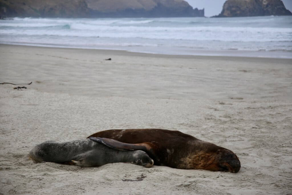 neuseeland-Otago-Peninsula-Tierbeobachtung-rundreise-reisesplaner-fotourlaub-fotoreise-tierfotografie-tiere-rundreise-reisebüro-perönliche-betreuung-beratung