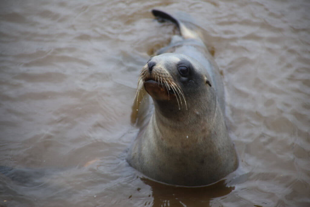 dunedin-tierbeobachtung-rundreise-reisesplaner-fotourlaub-fotoreise-tierfotografie-tiere-rundreise-reisebüro-perönliche-betreuung-beratung