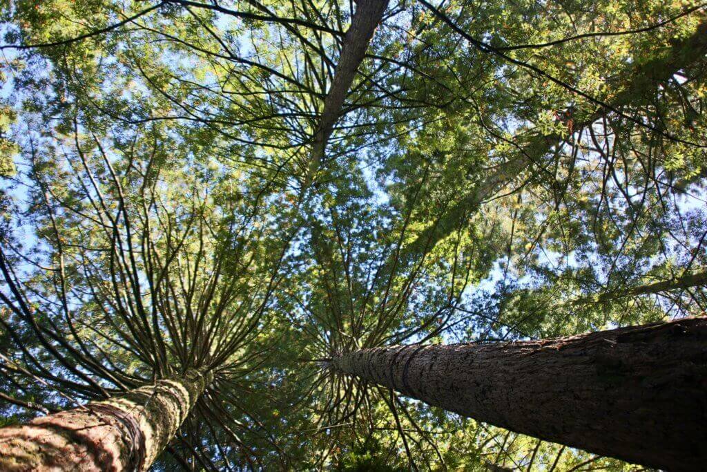 neuseeland-redwood-forest-reisebüro-sicher-urlaub-machen-urlaubspezialist