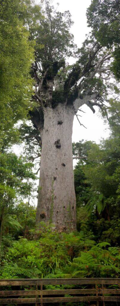 waipaou-forest-autoreise-reiseziele-reisebüro-urwald-sicher-reisen-reiseblog