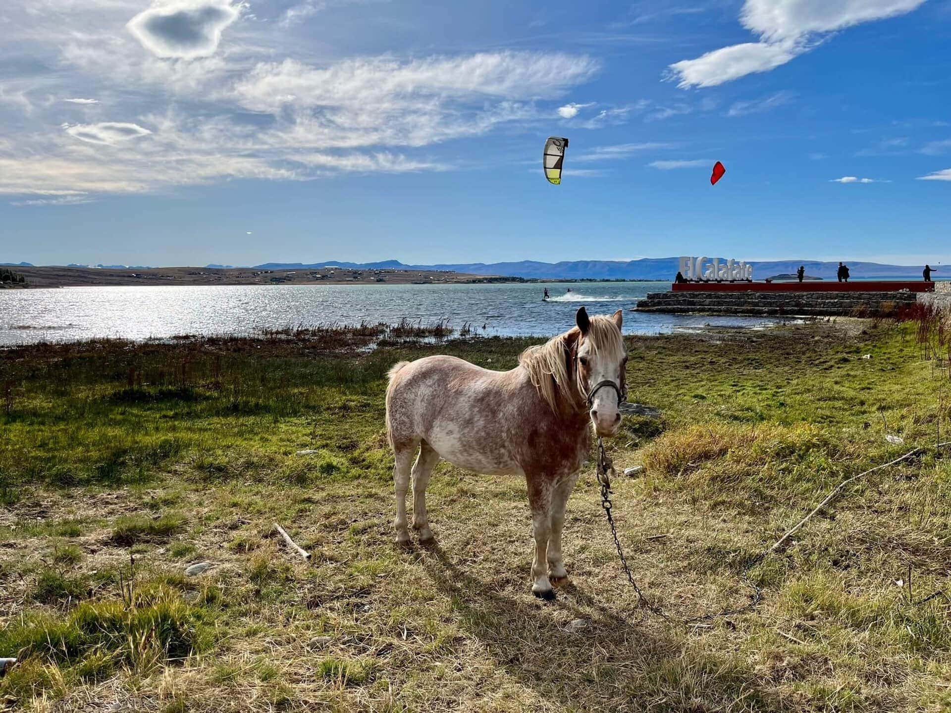 reise-calafate-reiseblog-patagonien-argentinien