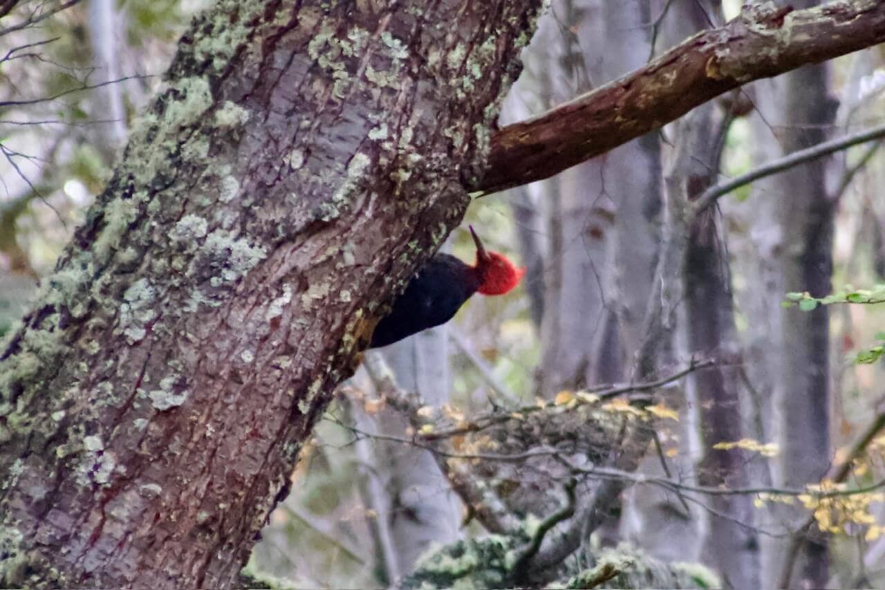 reise-planen-feuerland-sued-argentinien