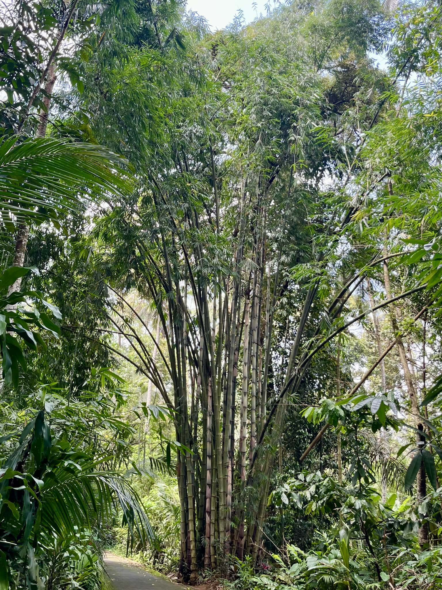 bali-indonesien-urlaub-norden-nordwesten-insel-sonne-strand-meer-anbau-bambus-hoch-reiseblog