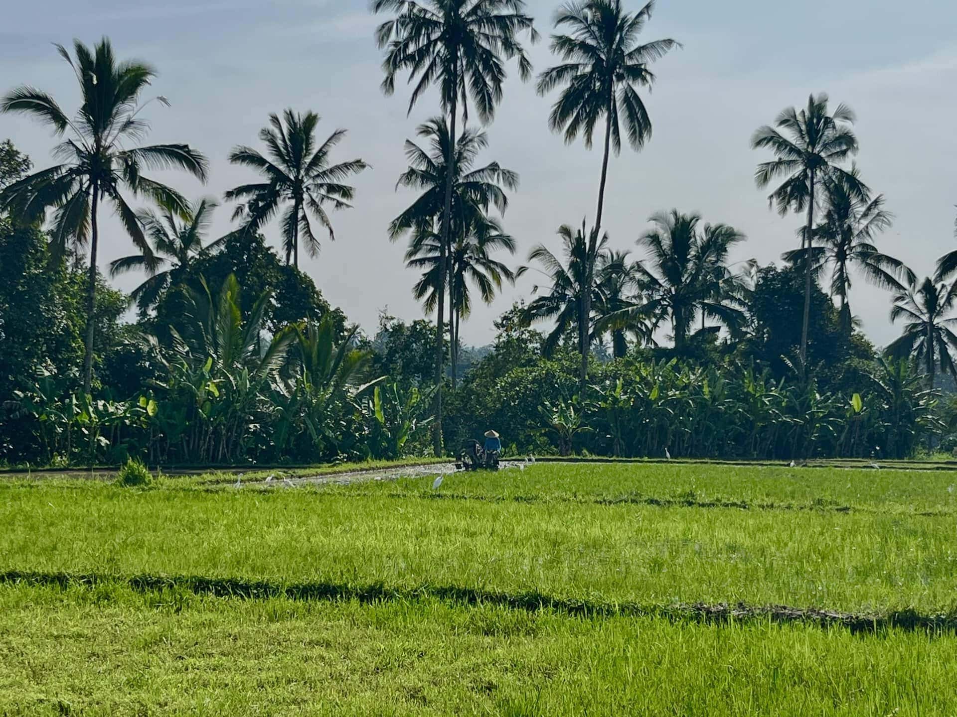 bali-indonesien-urlaub-norden-nordwesten-insel-sonne-strand-meer-anbau-reiseblog