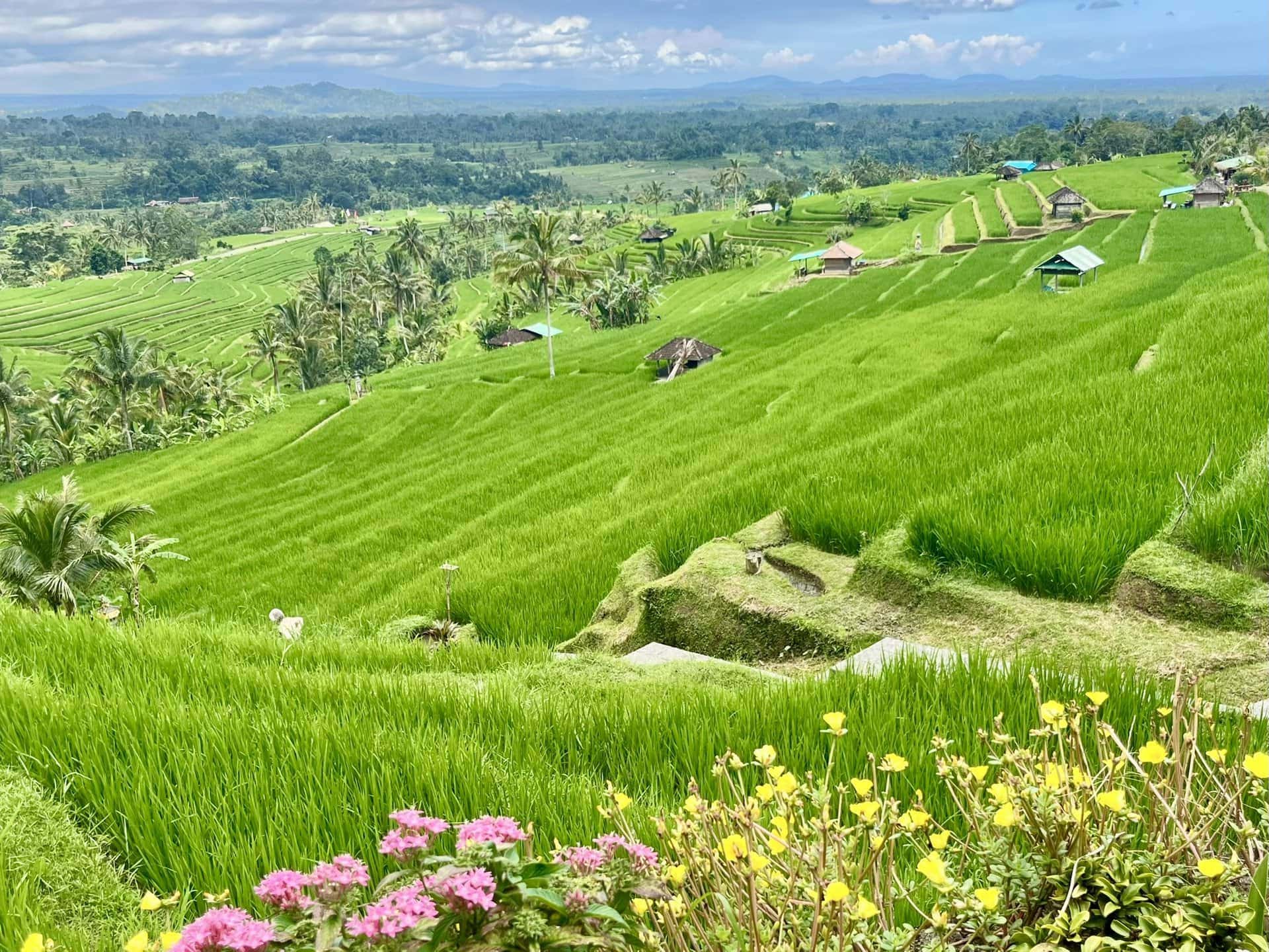 bali-indonesien-urlaub-norden-nordwesten-insel-sonne-strand-meer-aussicht-auf-reisfeld-reiseblog