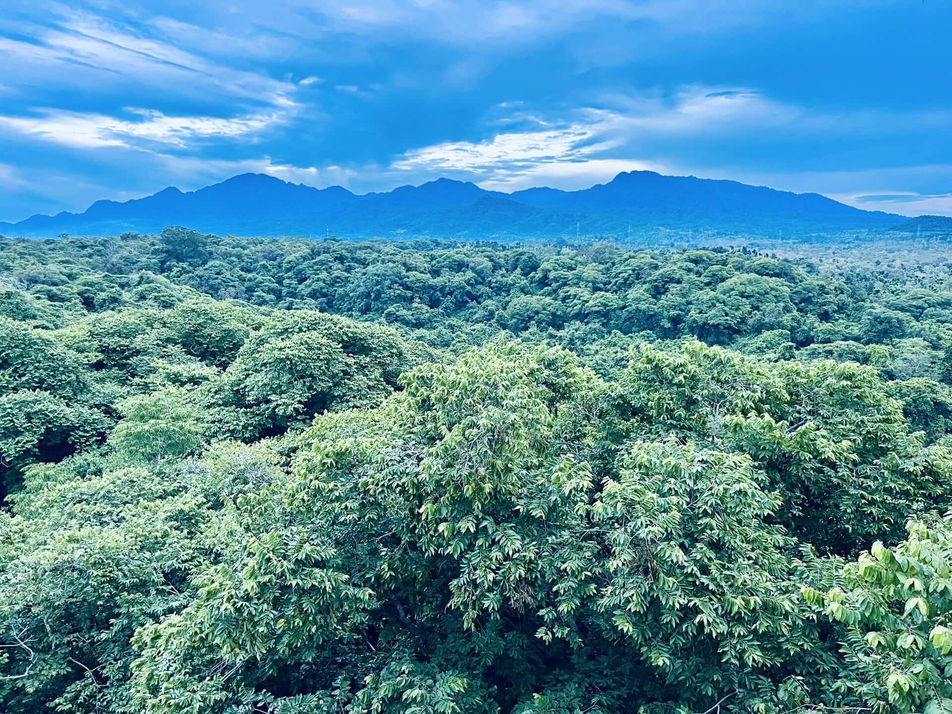 bali-indonesien-urlaub-norden-nordwesten-insel-sonne-strand-meer-aussicht-auf-sattes-gruen-reiseblog