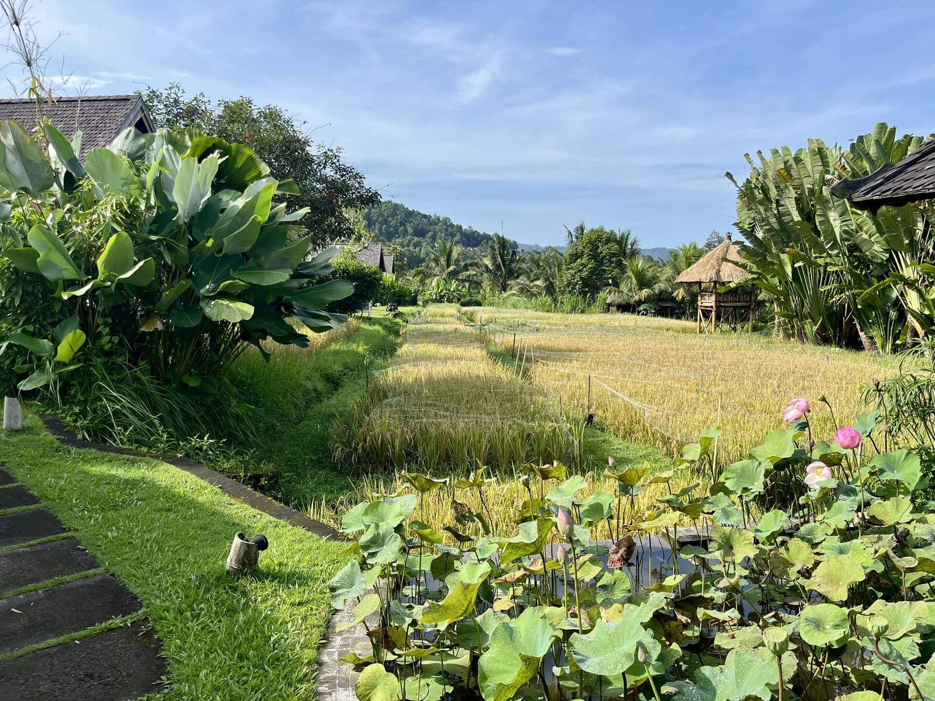 bali-indonesien-urlaub-norden-nordwesten-insel-sonne-strand-meer-aussicht-seerosen-reiseblog