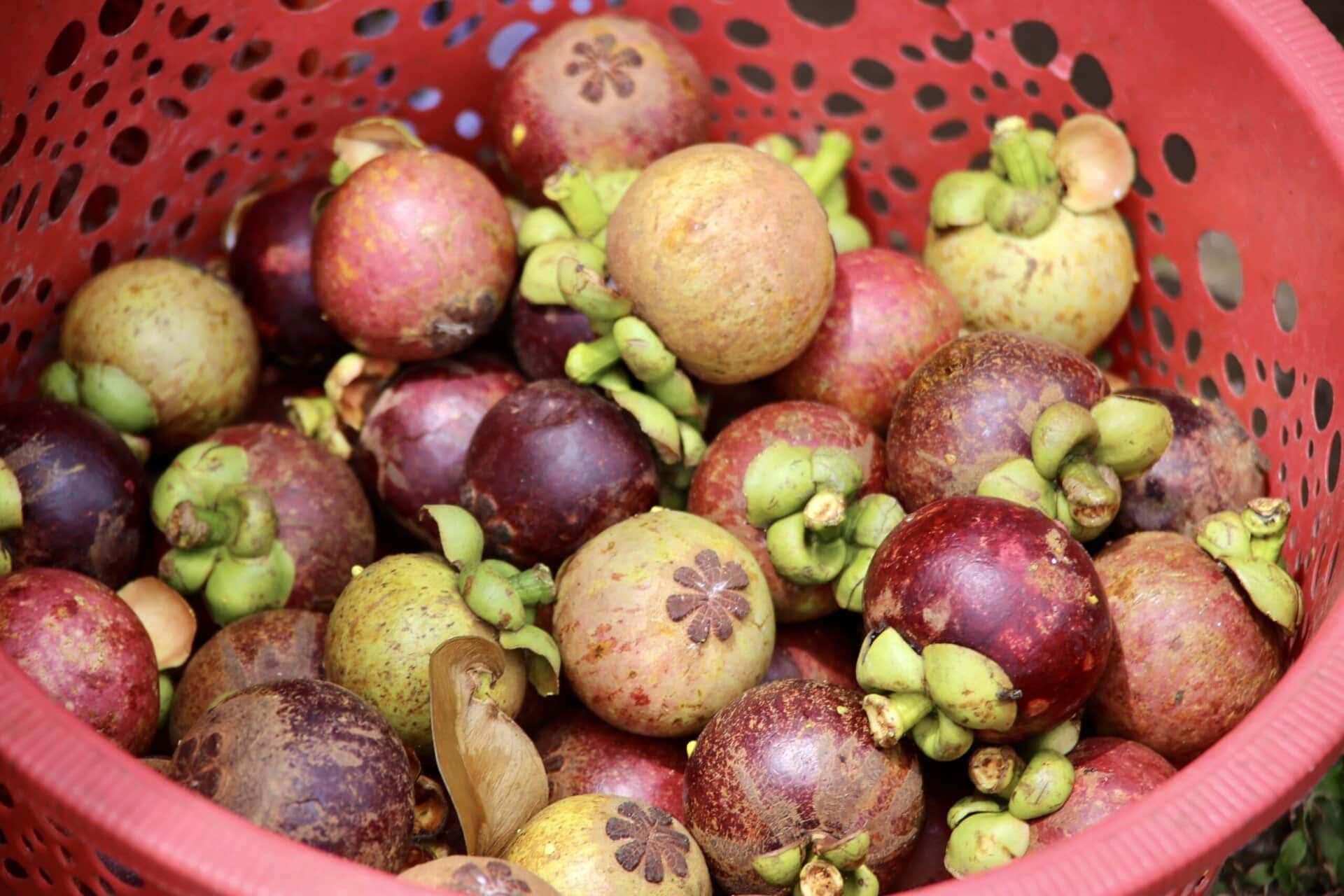 bali-indonesien-urlaub-norden-nordwesten-insel-sonne-strand-meer-fruechte-reiseblog