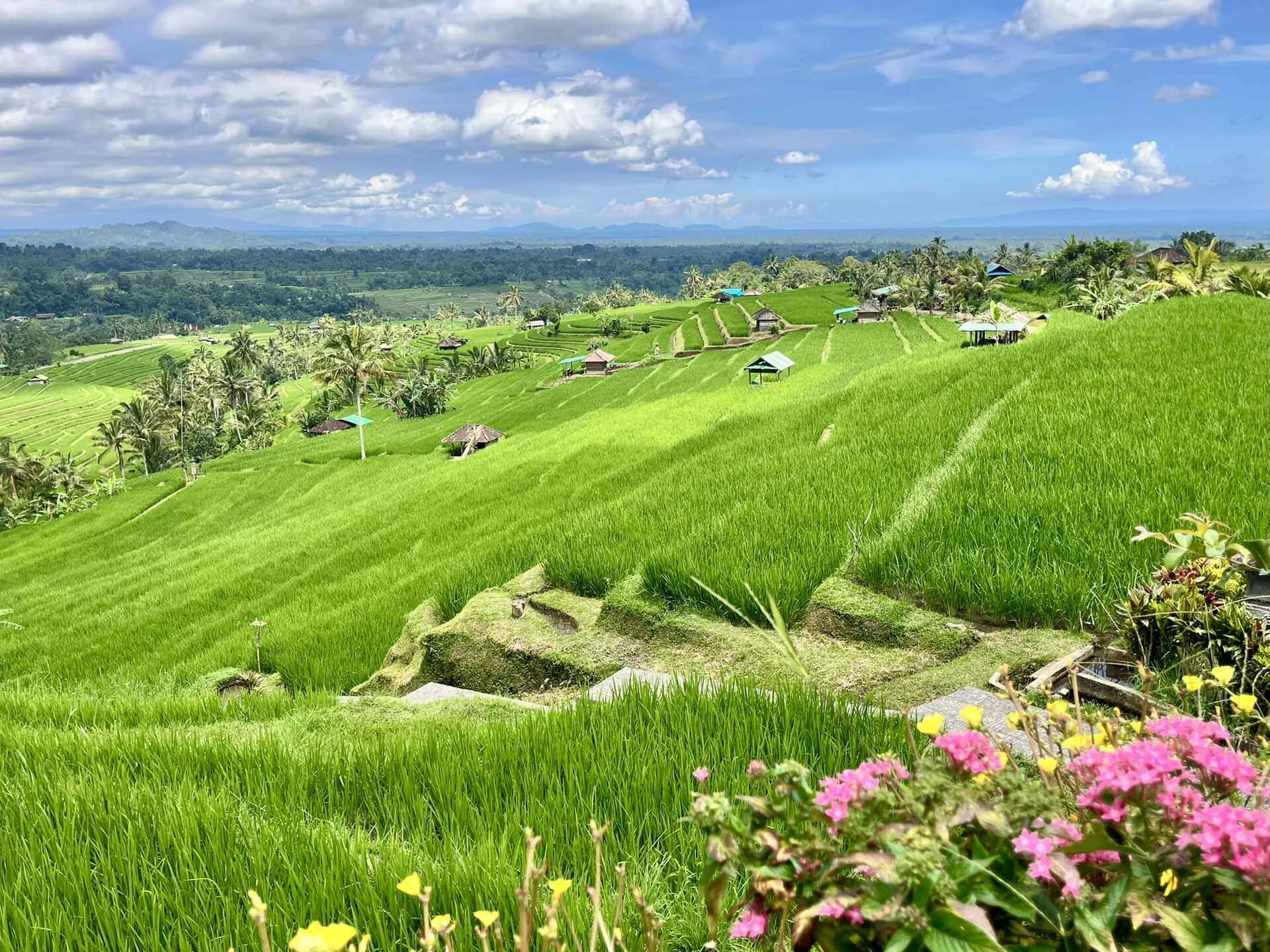 bali-indonesien-urlaub-norden-nordwesten-insel-sonne-strand-meer-gemalte-landschaft-der-reisterrassen-reiseblog