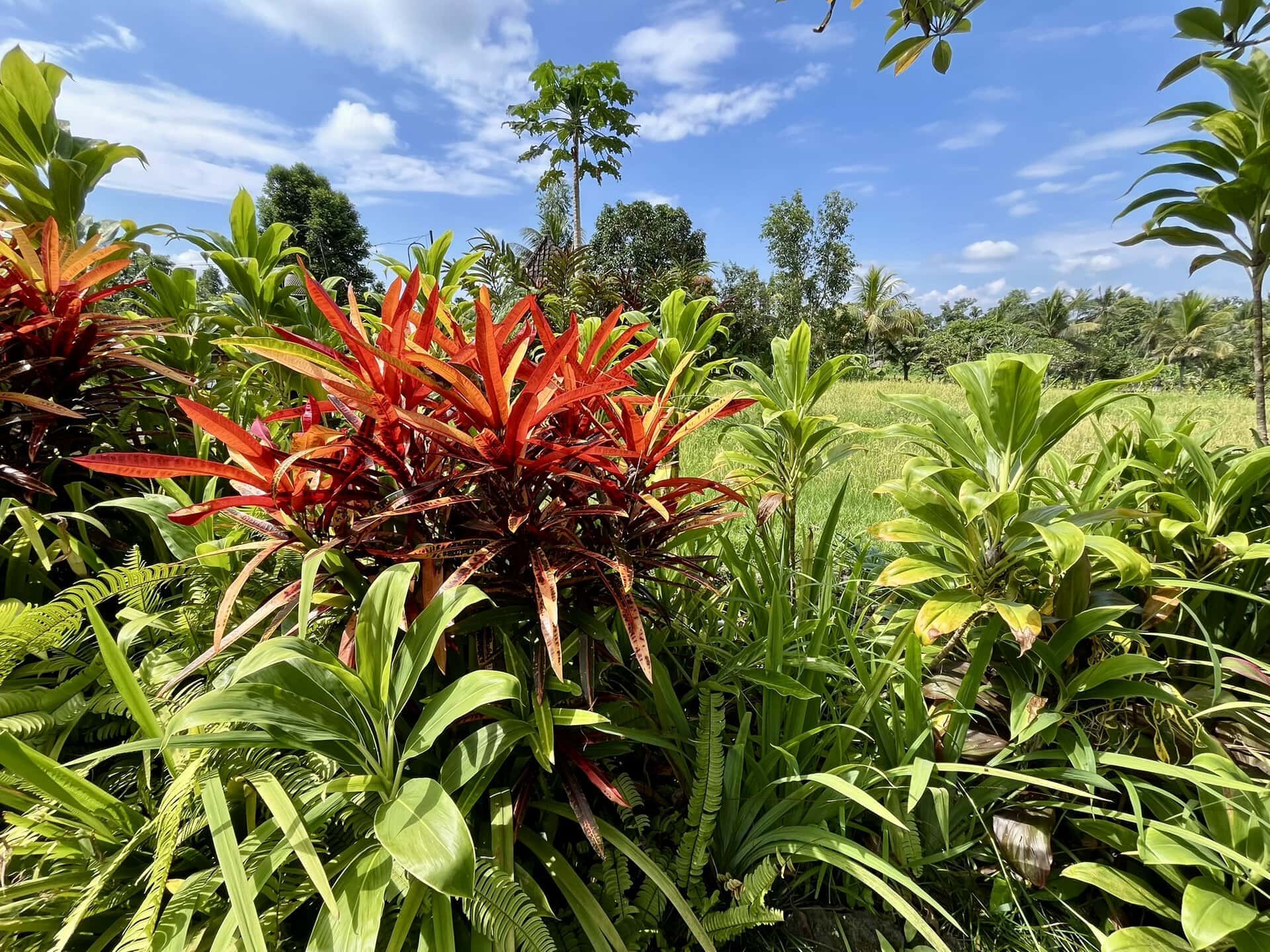 bali-indonesien-urlaub-norden-nordwesten-insel-sonne-strand-meer-gruen-blume-rot-reiseblog