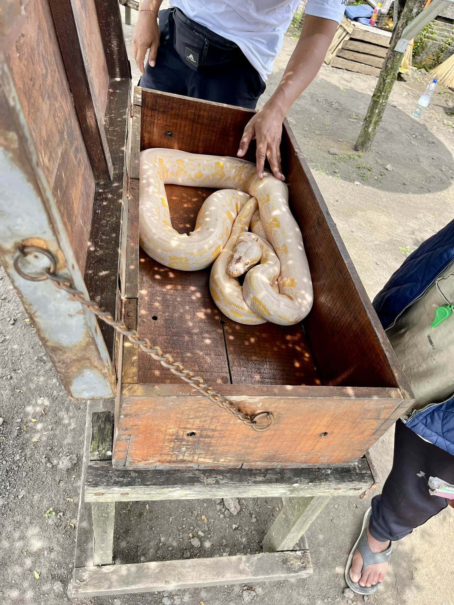 bali-indonesien-urlaub-norden-nordwesten-insel-sonne-strand-meer-schlange-reiseblog