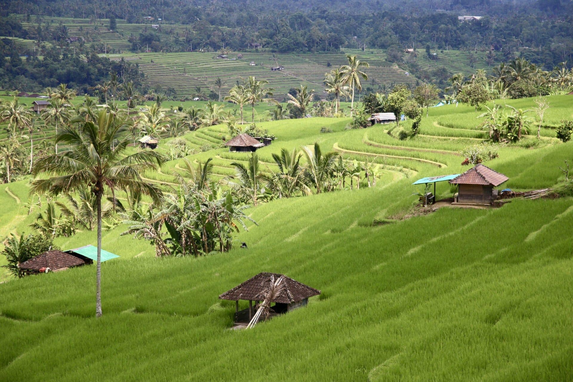 bali-indonesien-urlaub-norden-nordwesten-insel-sonne-strand-meer-schwungvolle-reisterrassen-reiseblog