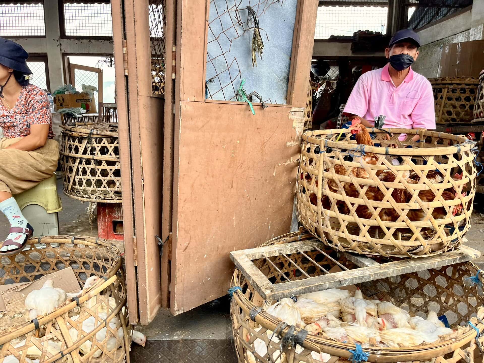 bali-indonesien-urlaub-sueden-suedosten-insel-sonne-strand-meer-sanur-nusa-penida-huehner-reiseblog