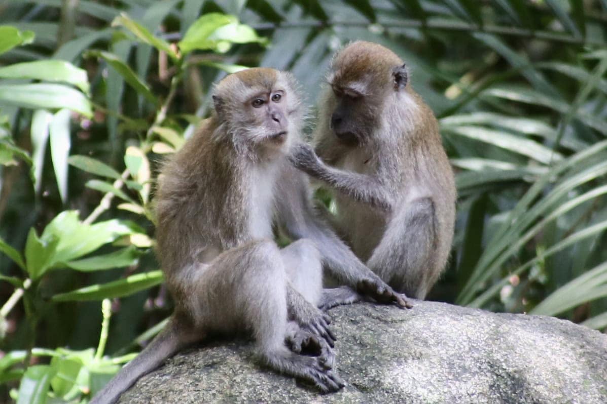 städtereise-singapur-reiseblog-indonesien-urlaub-architektur-affen-reise