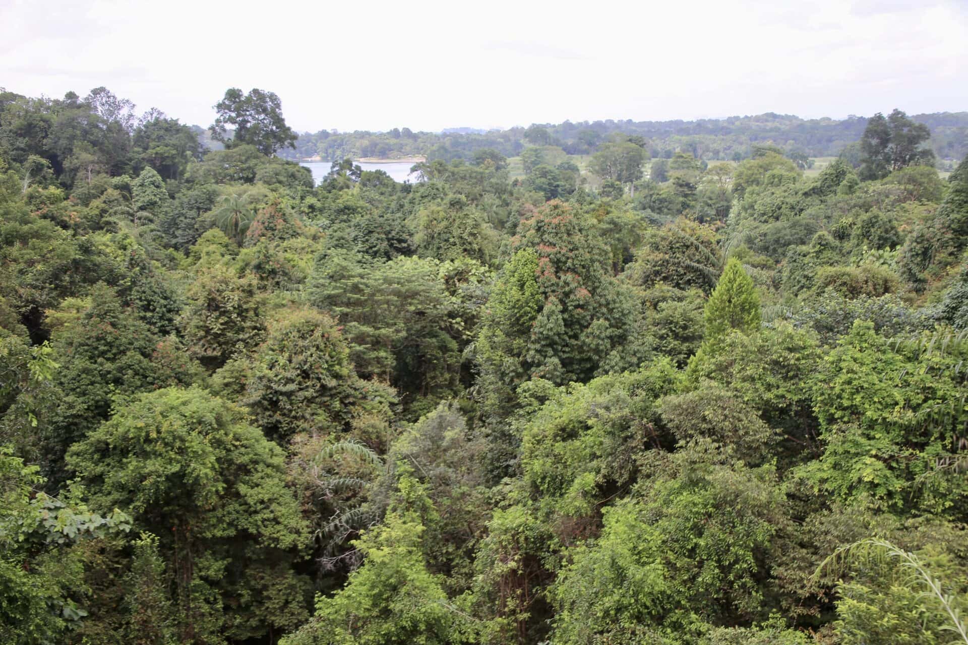 städtereise-singapur-reiseblog-indonesien-urlaub-architektur-green-trail-reise