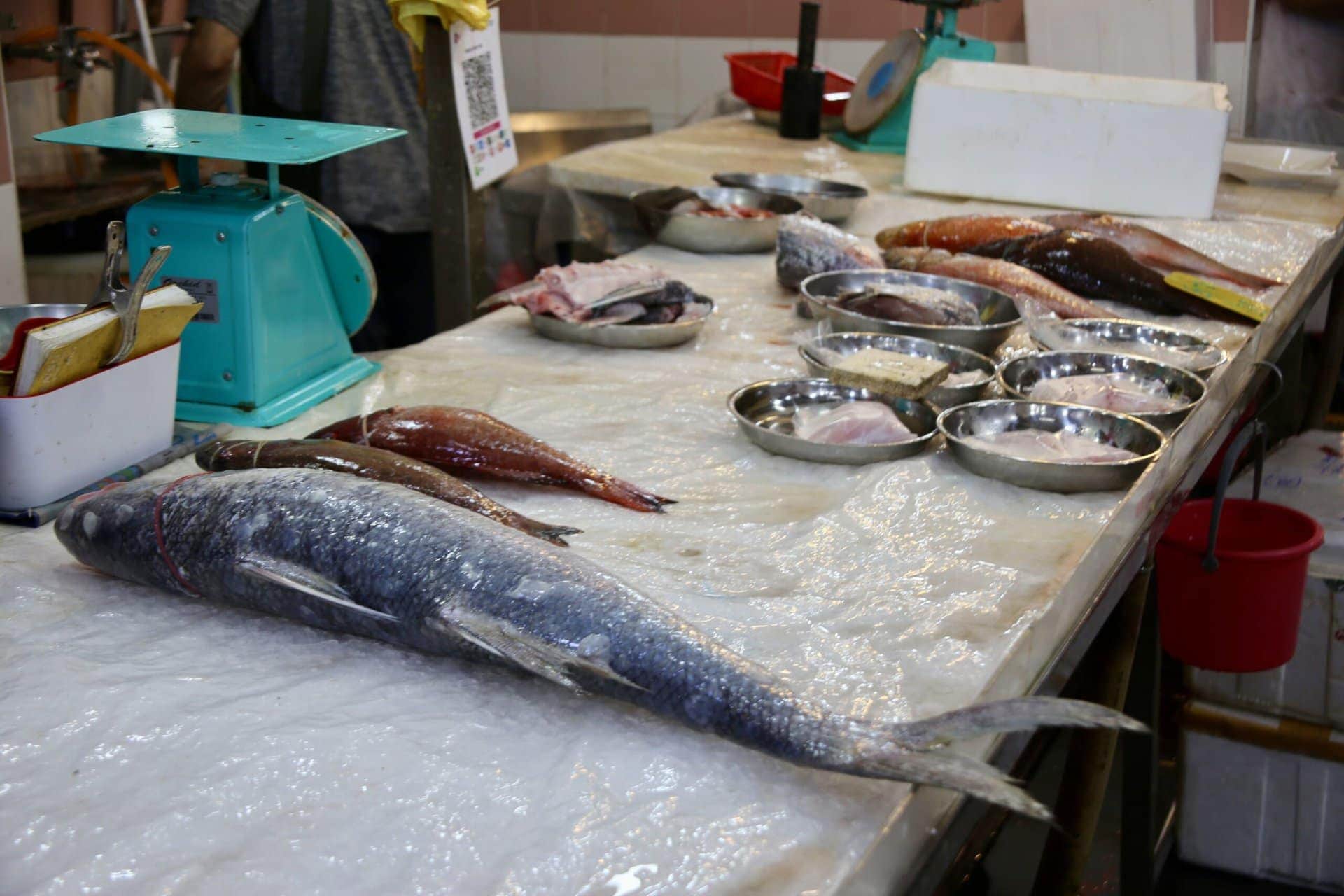 städtereise-singapur-reiseblog-indonesien-urlaub-fisch-reise