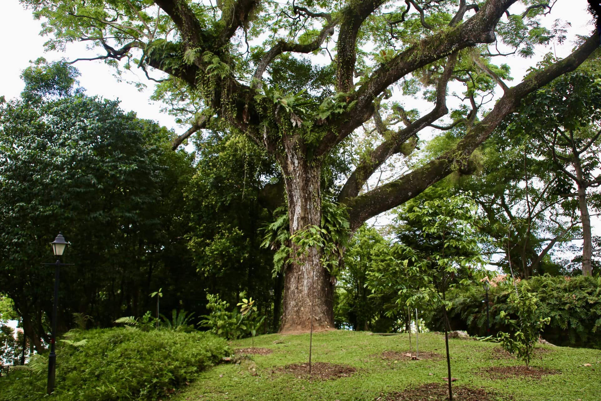 städtereise-singapur-reiseblog-indonesien-urlaub-park-baum-reise