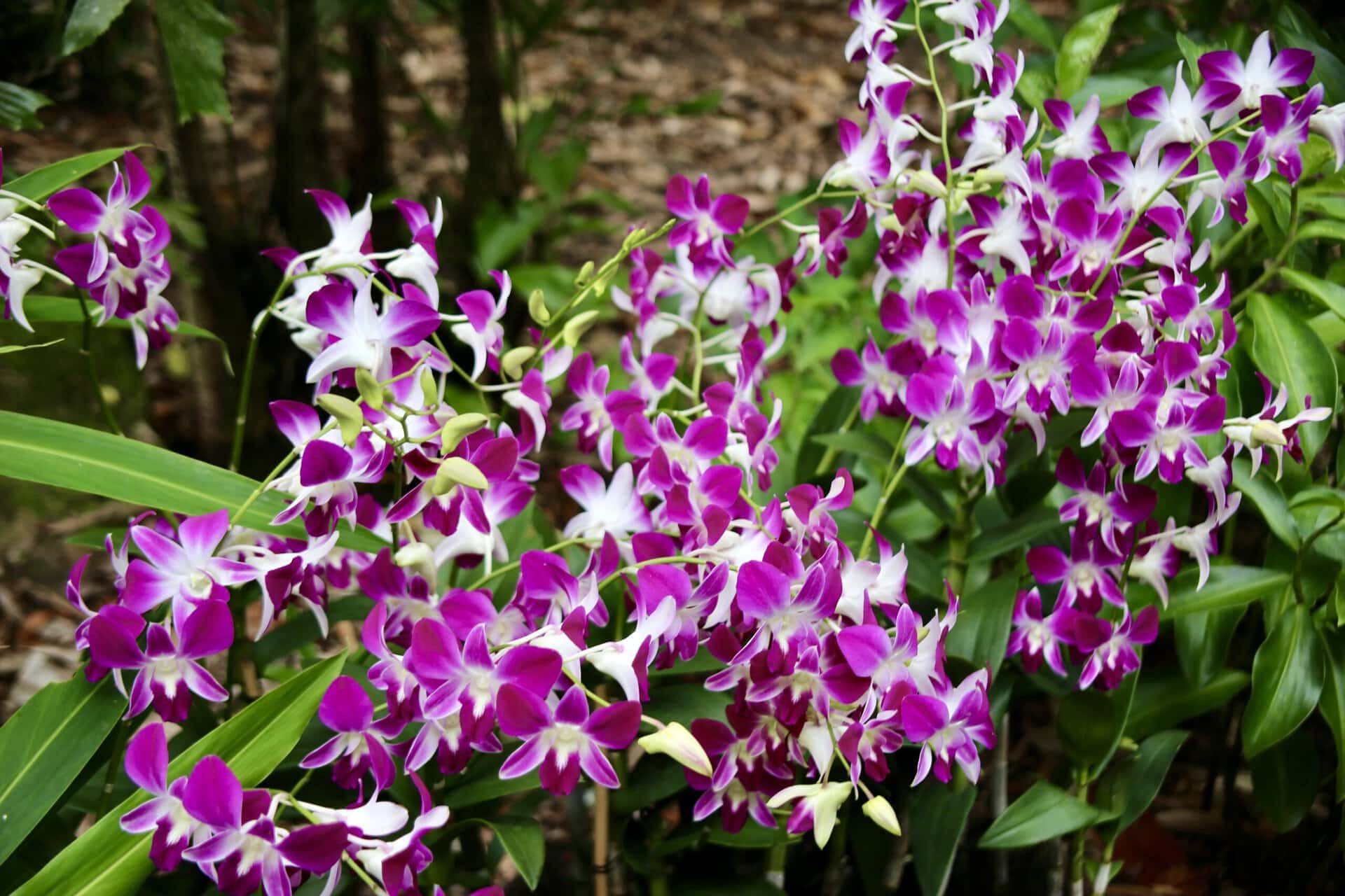 städtereise-singapur-reiseblog-indonesien-urlaub-park-pflanzen-blumen-reise