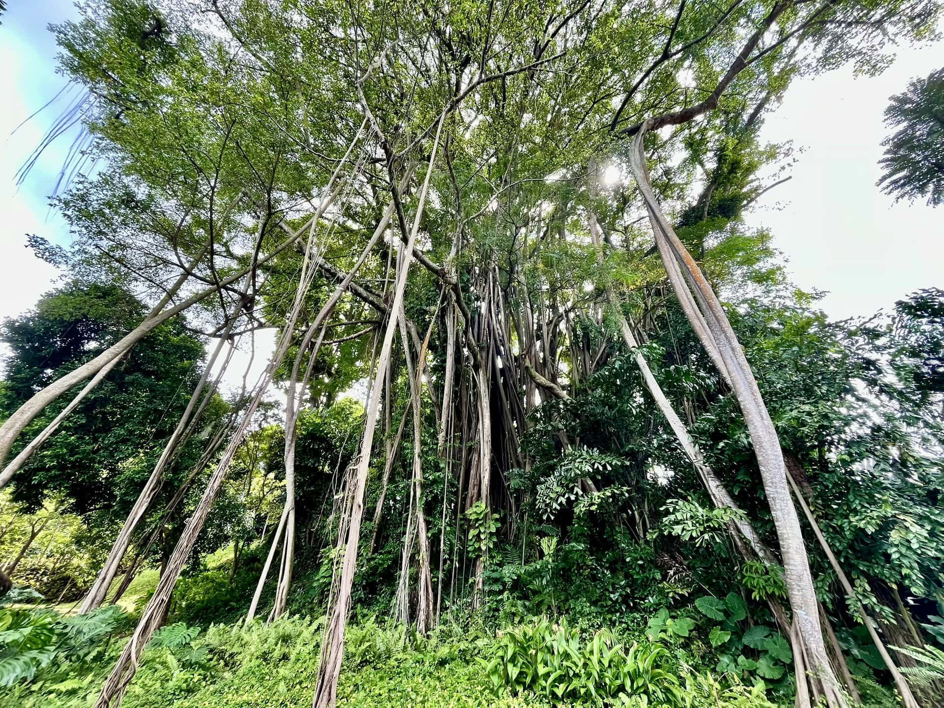 städtereise-singapur-reiseblog-indonesien-urlaub-park-pflanzen-reise