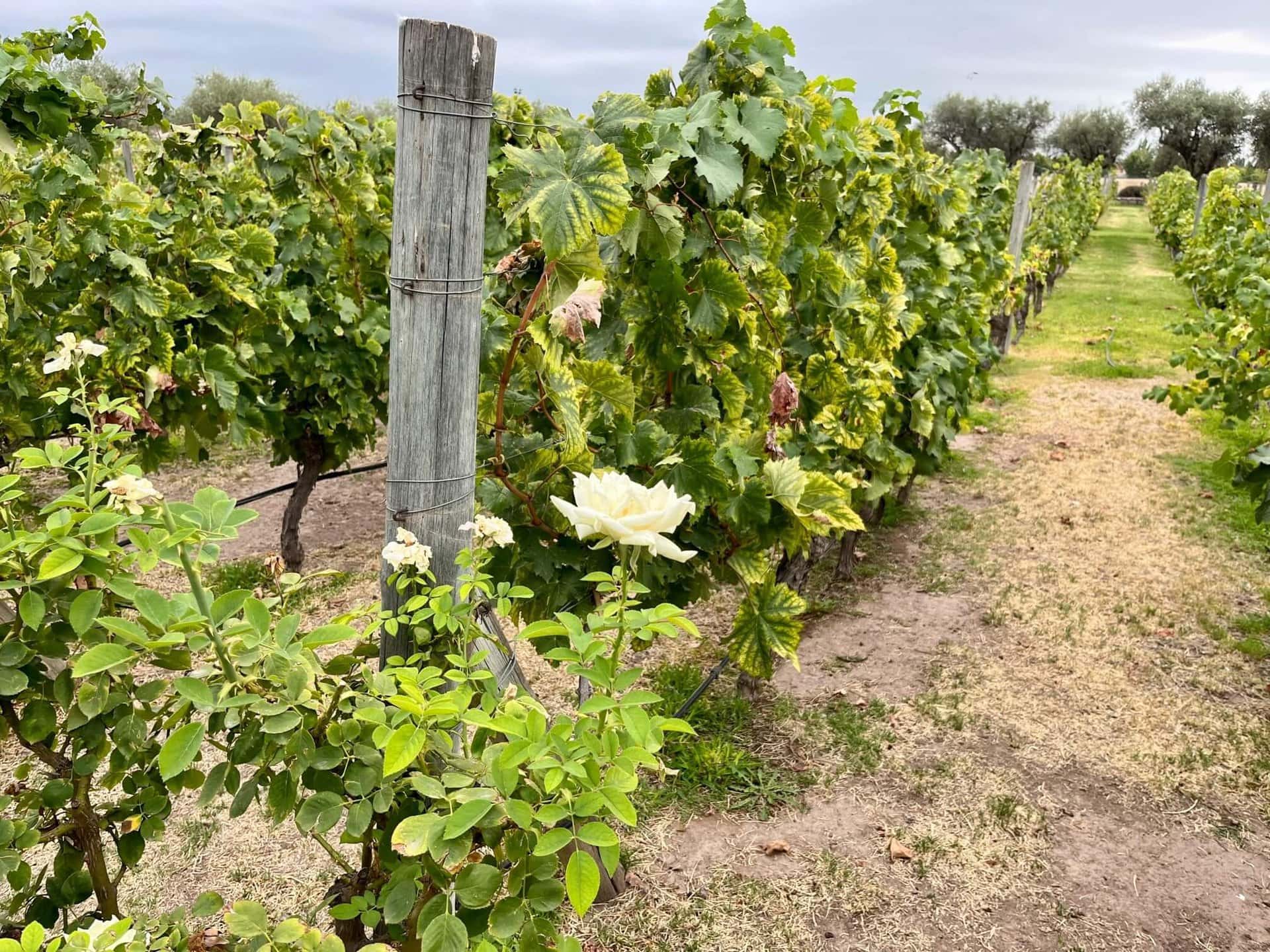 weinregion-reiseblog-mendoza