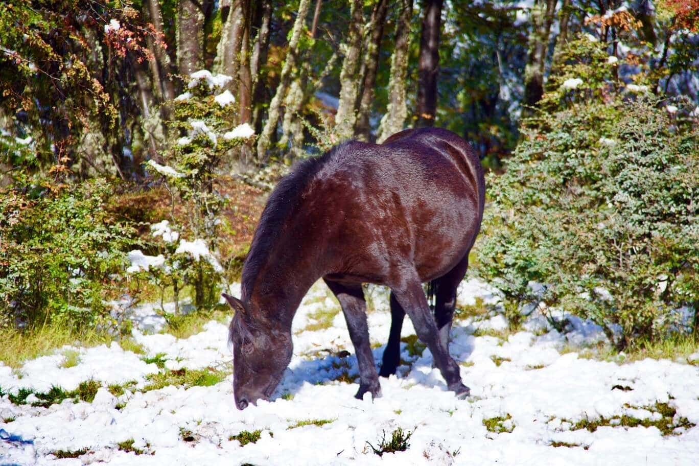 argentinien-urlaub-feuerland-planen