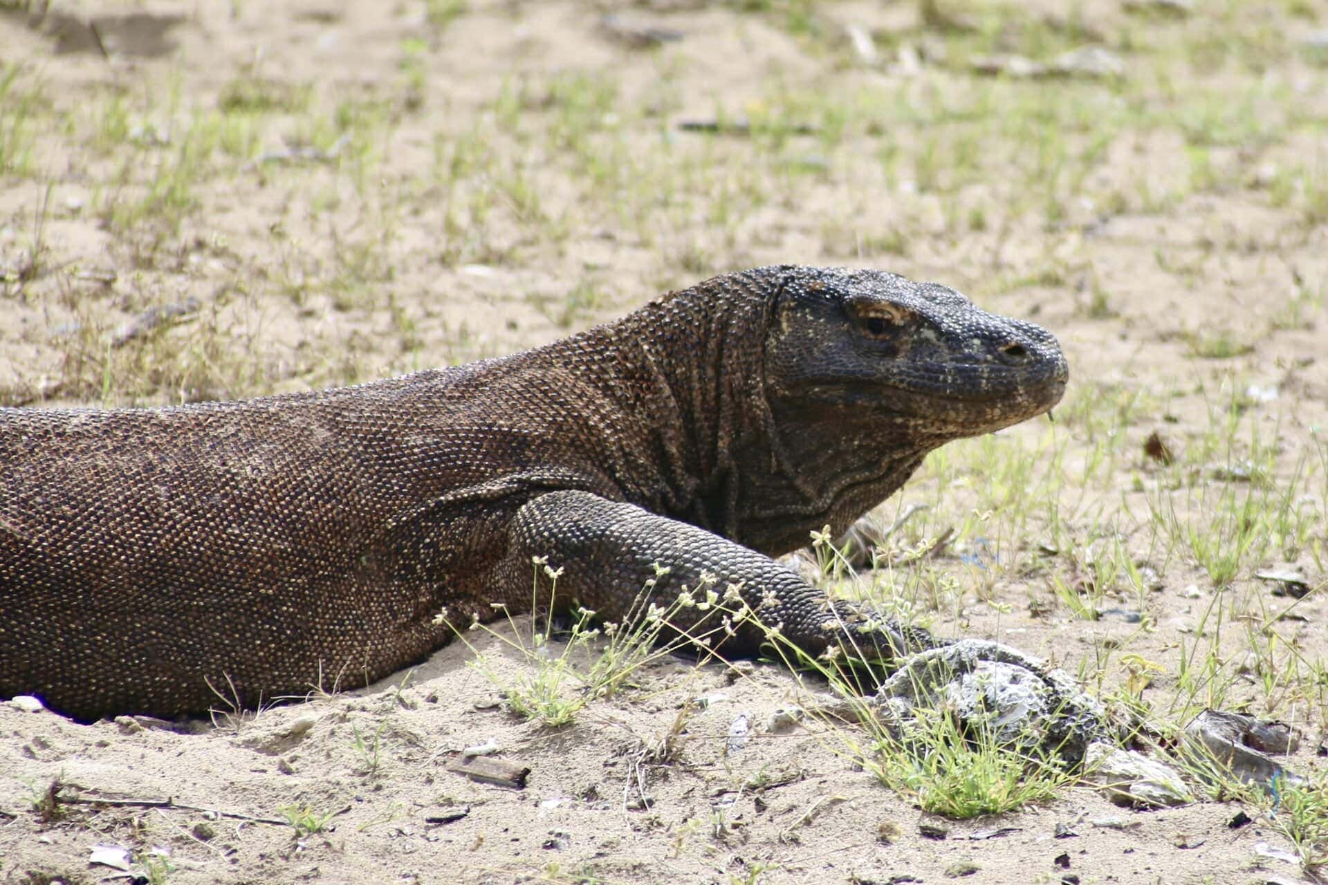reiseblog-indonesien-flores-komodo-inseln-urlaub-sonne-palmen-strand-dino-reise