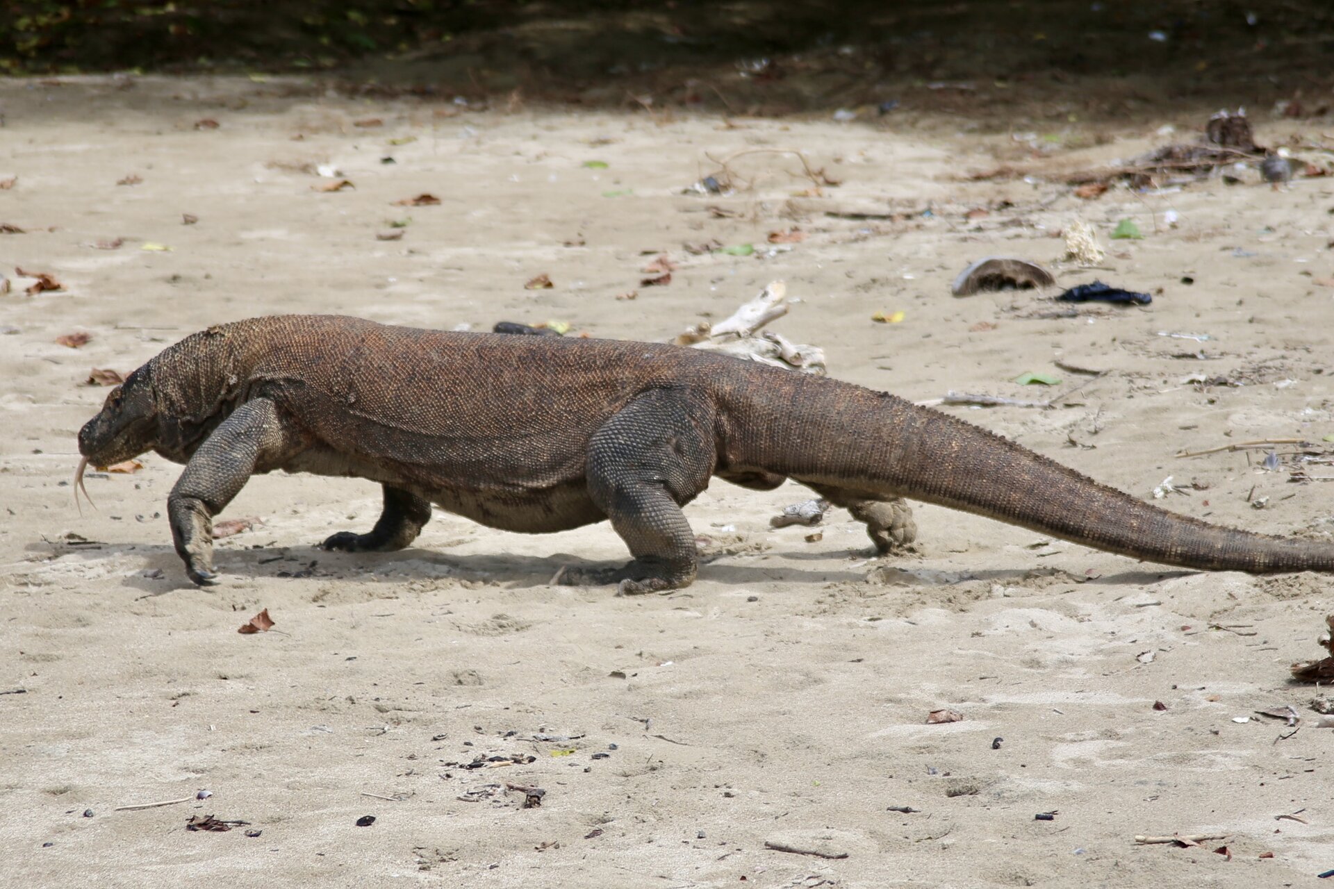 reiseblog-indonesien-flores-komodo-inseln-urlaub-sonne-palmen-strand-echse-reise