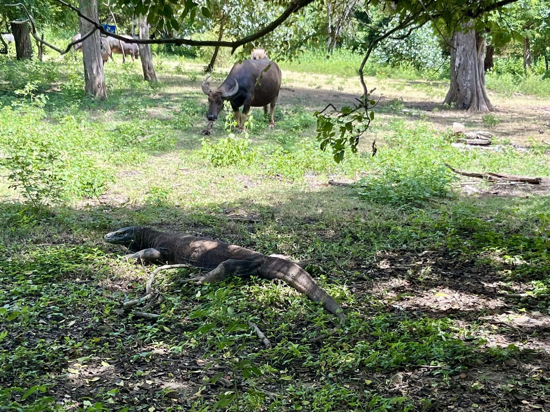 reiseblog-indonesien-flores-komodo-inseln-urlaub-sonne-palmen-strand-park-reise