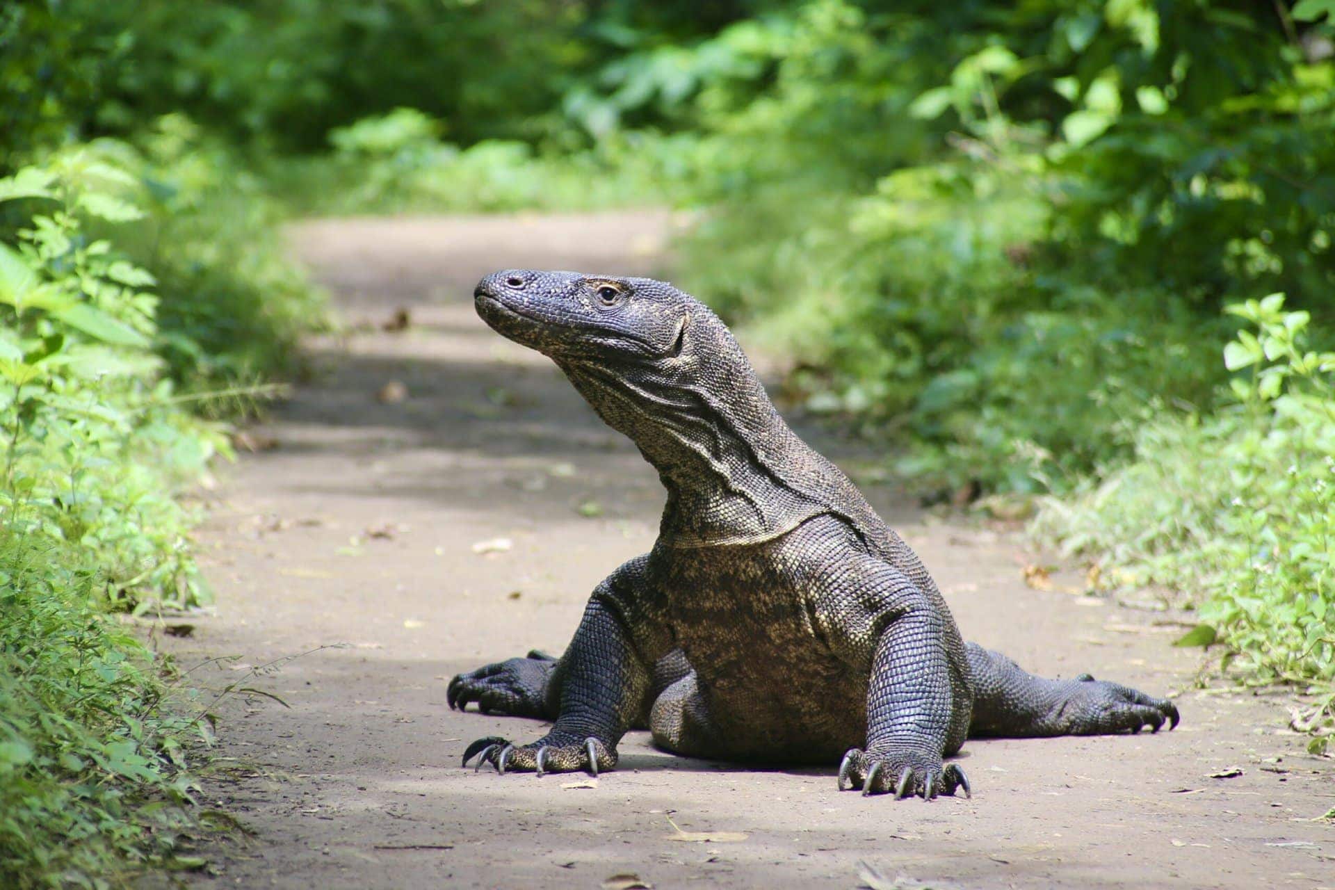reiseblog-indonesien-flores-komodo-inseln-urlaub-sonne-palmen-strand-reptil-reise