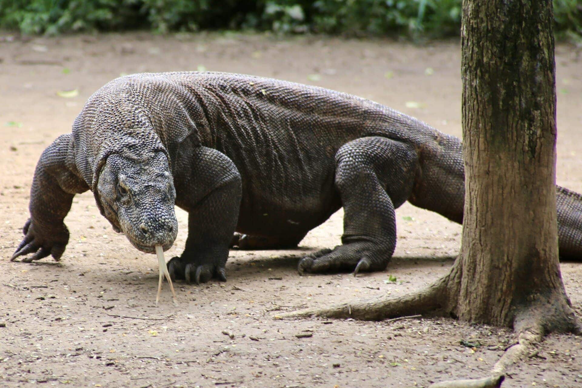 reiseblog-indonesien-flores-komodo-inseln-urlaub-sonne-palmen-strand-tier-reise
