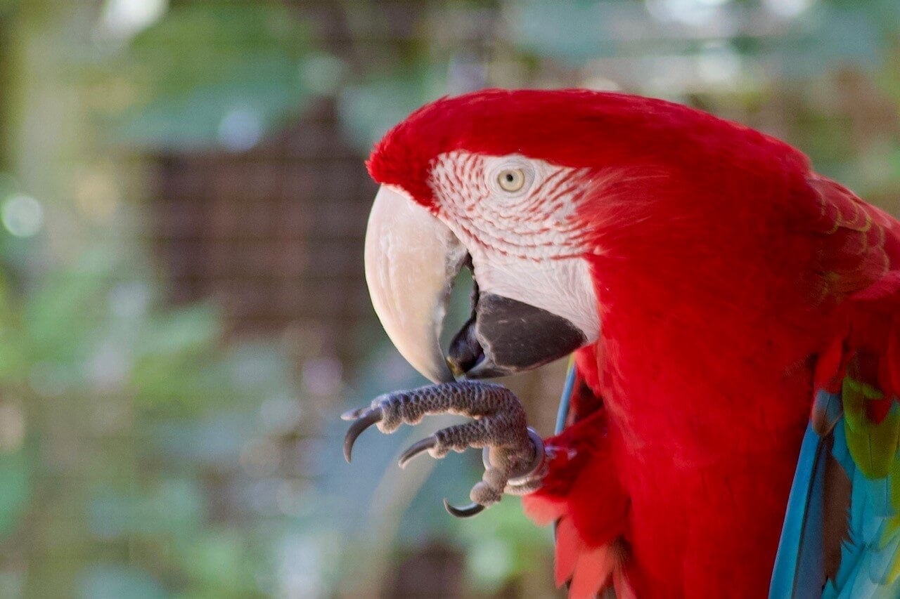 amazonas-regenwald-urlaub-reise-iguazu-aras-reisekombination-peru-brasilien