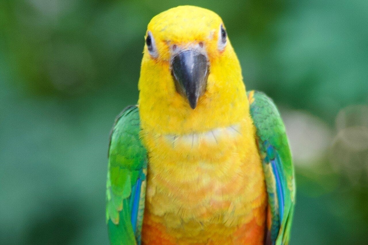 amazonas-regenwald-urlaub-reise-iguazu-papagai-reisekombination-peru-brasilien