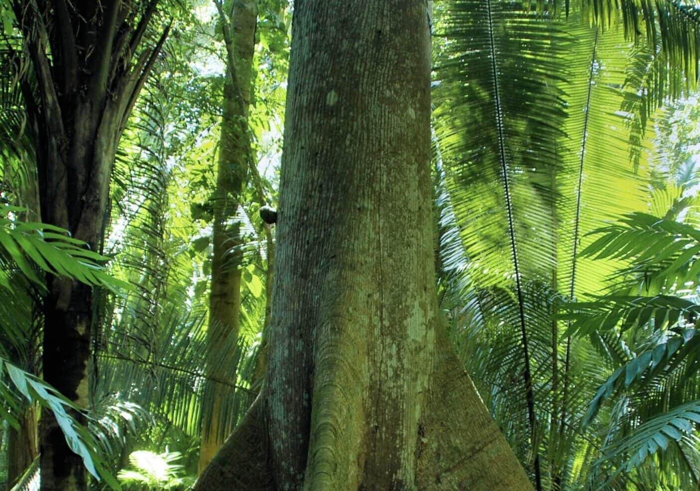 amazonas-regenwald-urlaub-reise-iguazu-regenwald-pflanzen-vegetation-reisekombination-peru-brasilien