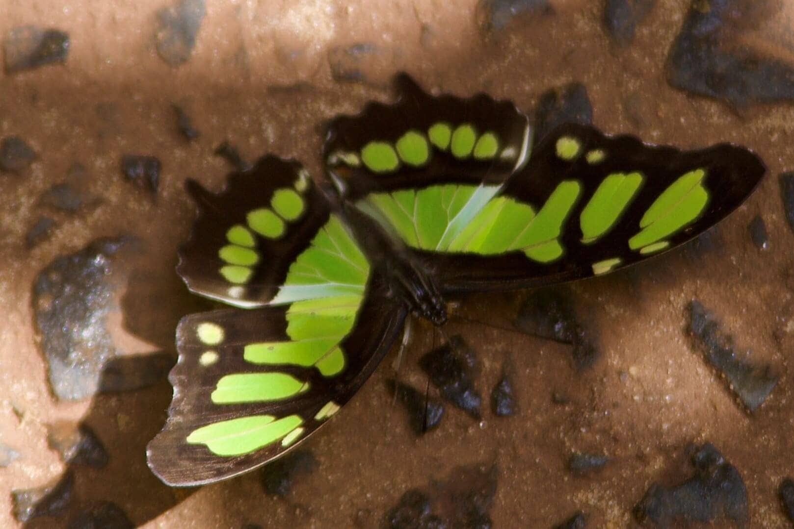 amazonas-regenwald-urlaub-reise-iguazu-schmetterling-reisekombination-peru-brasilien