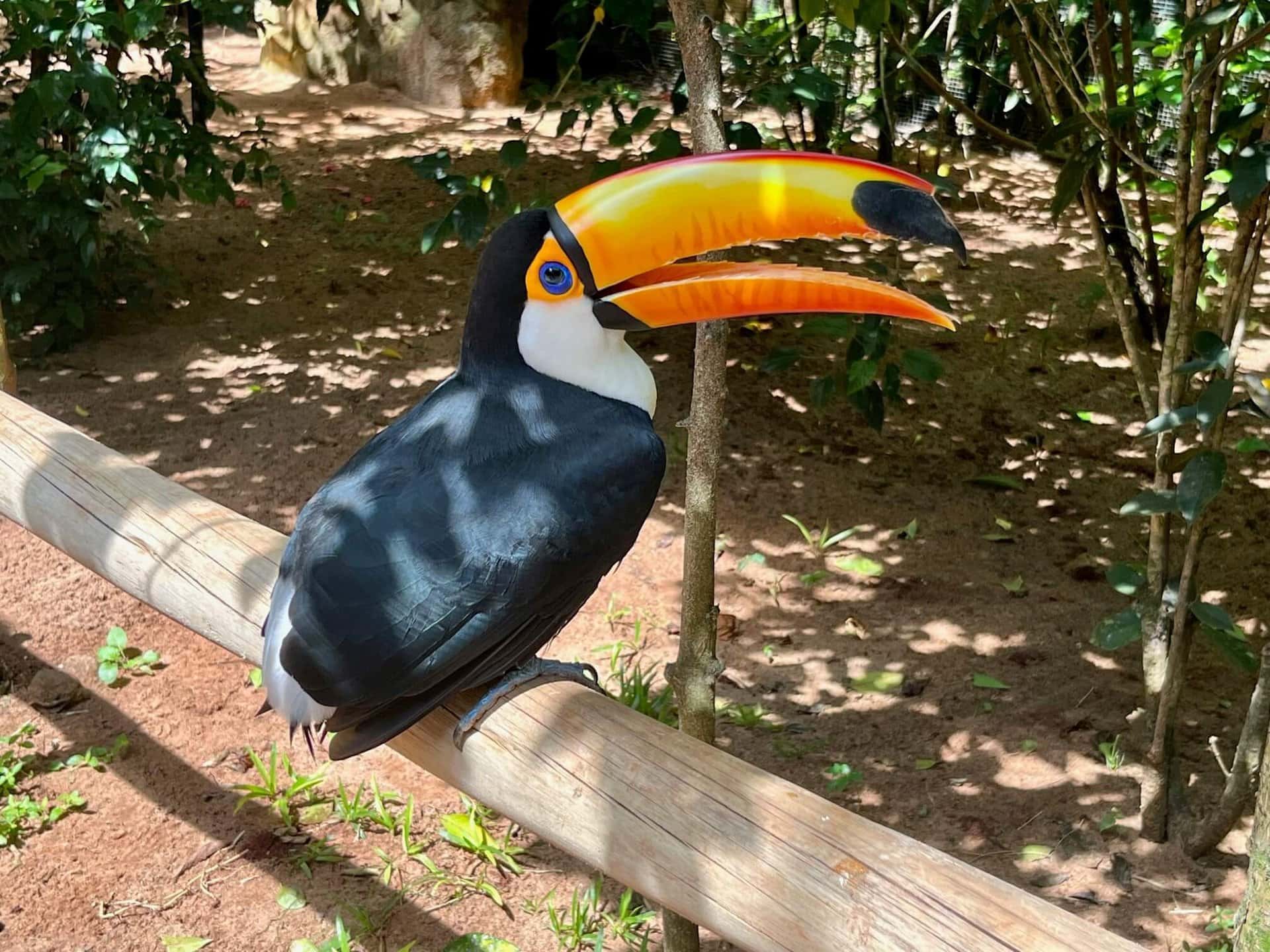 amazonas-regenwald-urlaub-reise-iguazu-vogel-berühmtheit-reisekombination-peru-brasilien