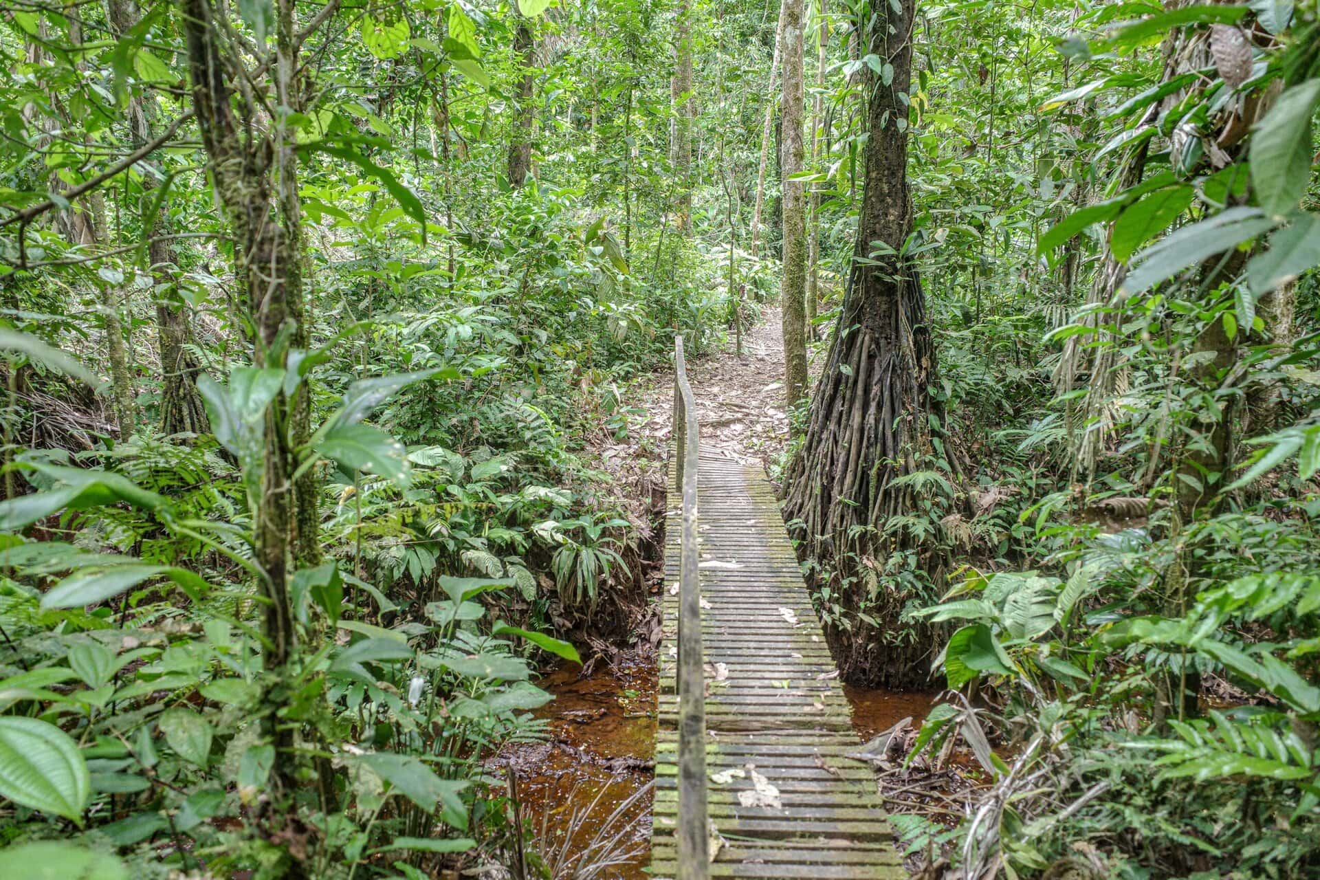 reisekombination-peru-brasilien-reise-urlaub-regenwald-baeume-pflanzen-tambopata-peru