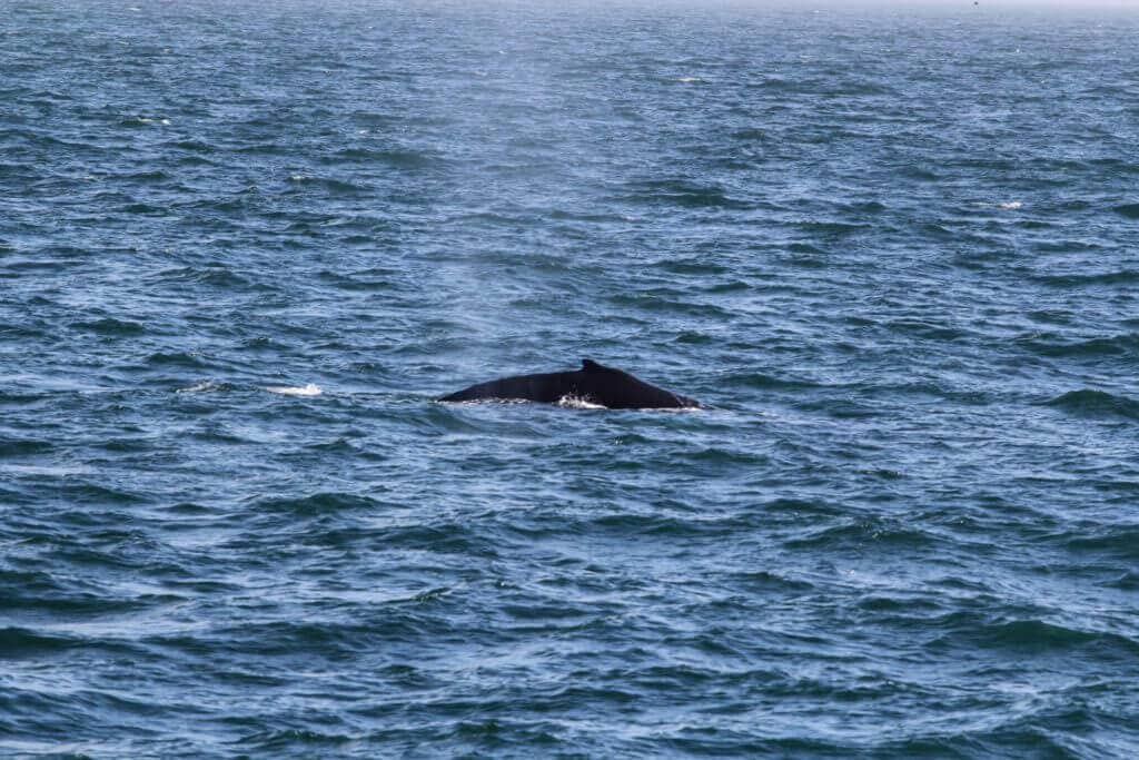 walewatching-cook-islands-reisen-buchen-australien-südsee