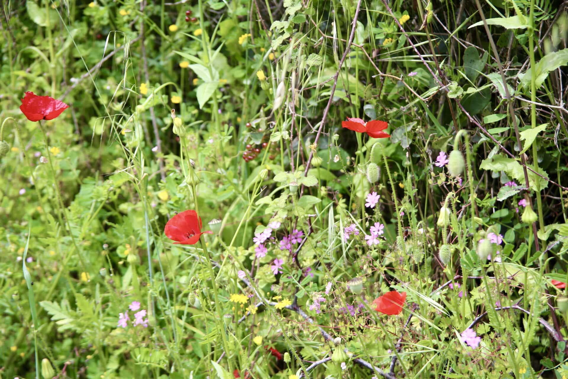 blumenwiese-europa-roadtrip-individuell-balkan-türkei-griechenland