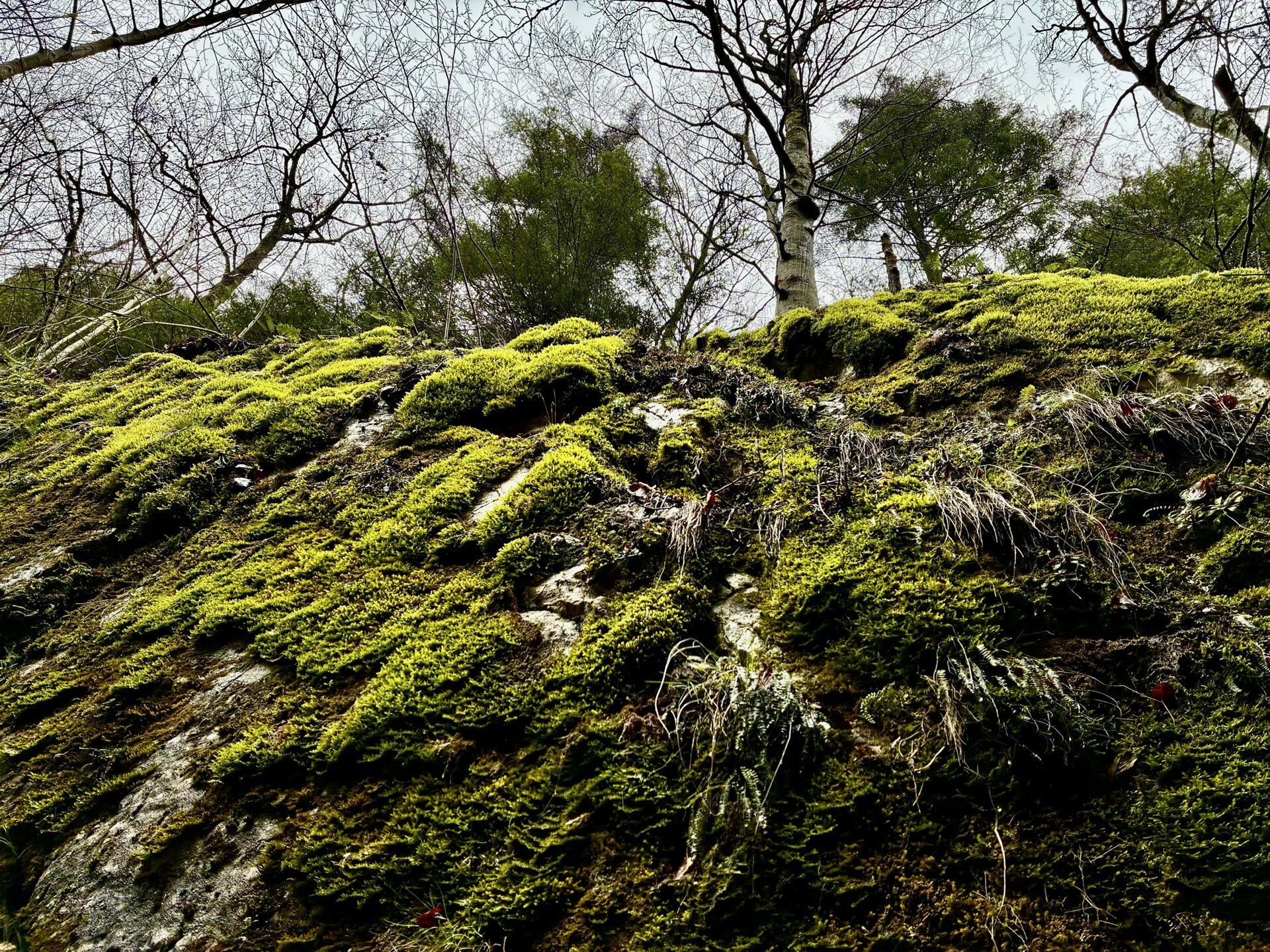 mooslandschaft-urlaub-europa-roadtrip-individuell-osteuropa