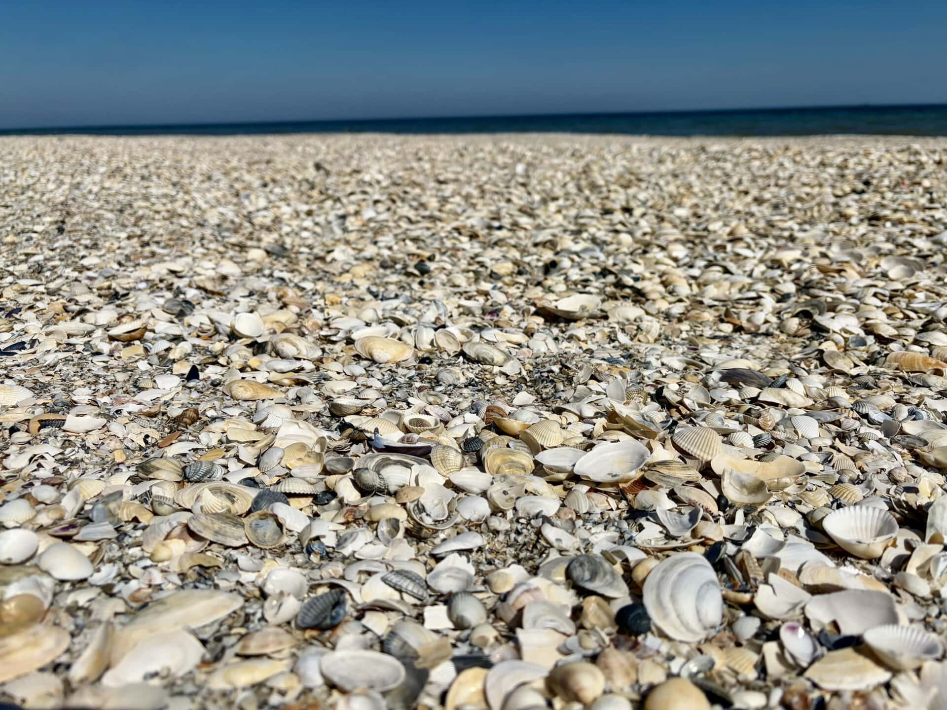 europa-roadtrip-muscheln-individuell-osteuropa-strand-meer