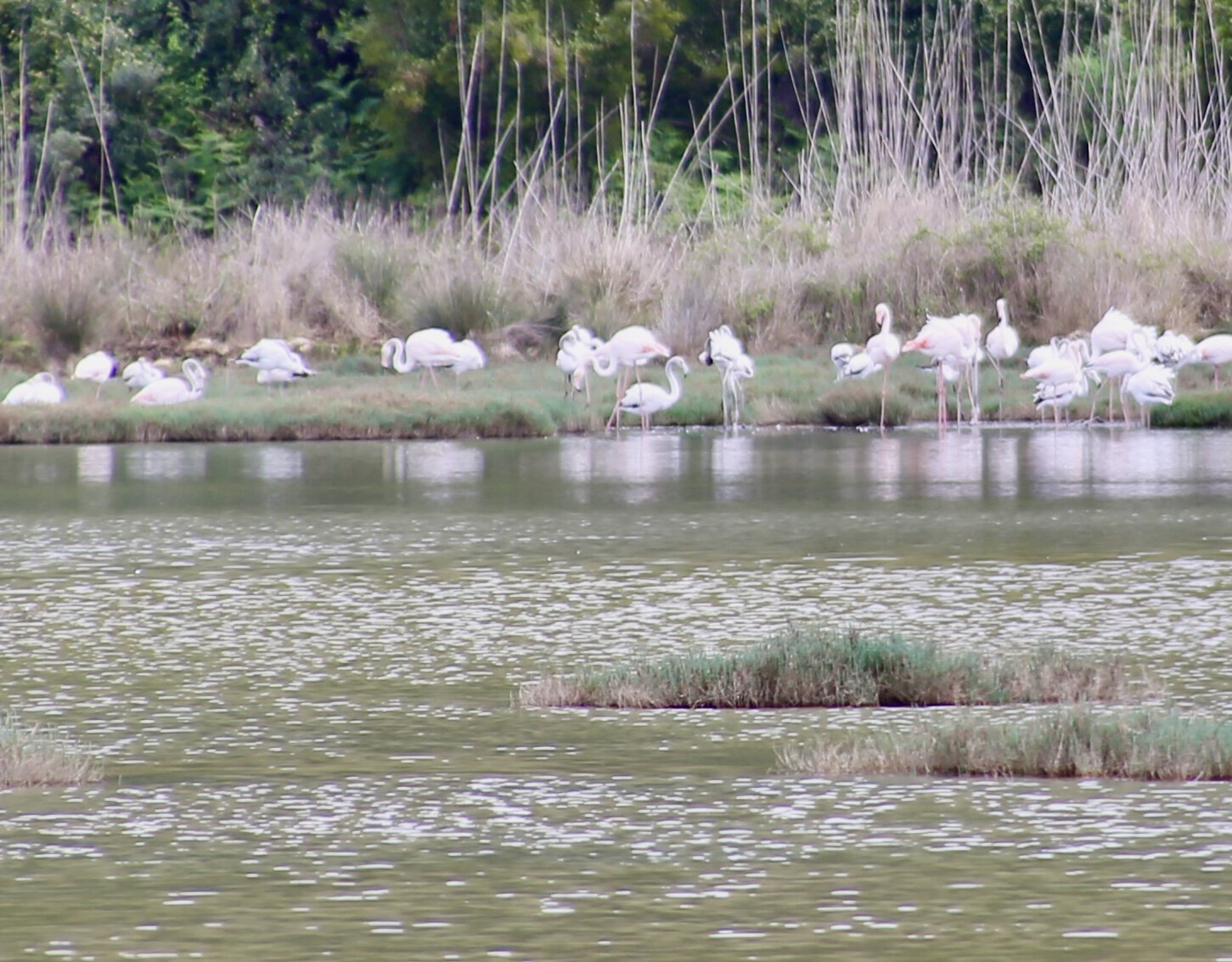 individuell-griechenland-roadtrip-flamingos-europa-balkan-türkei-am-see