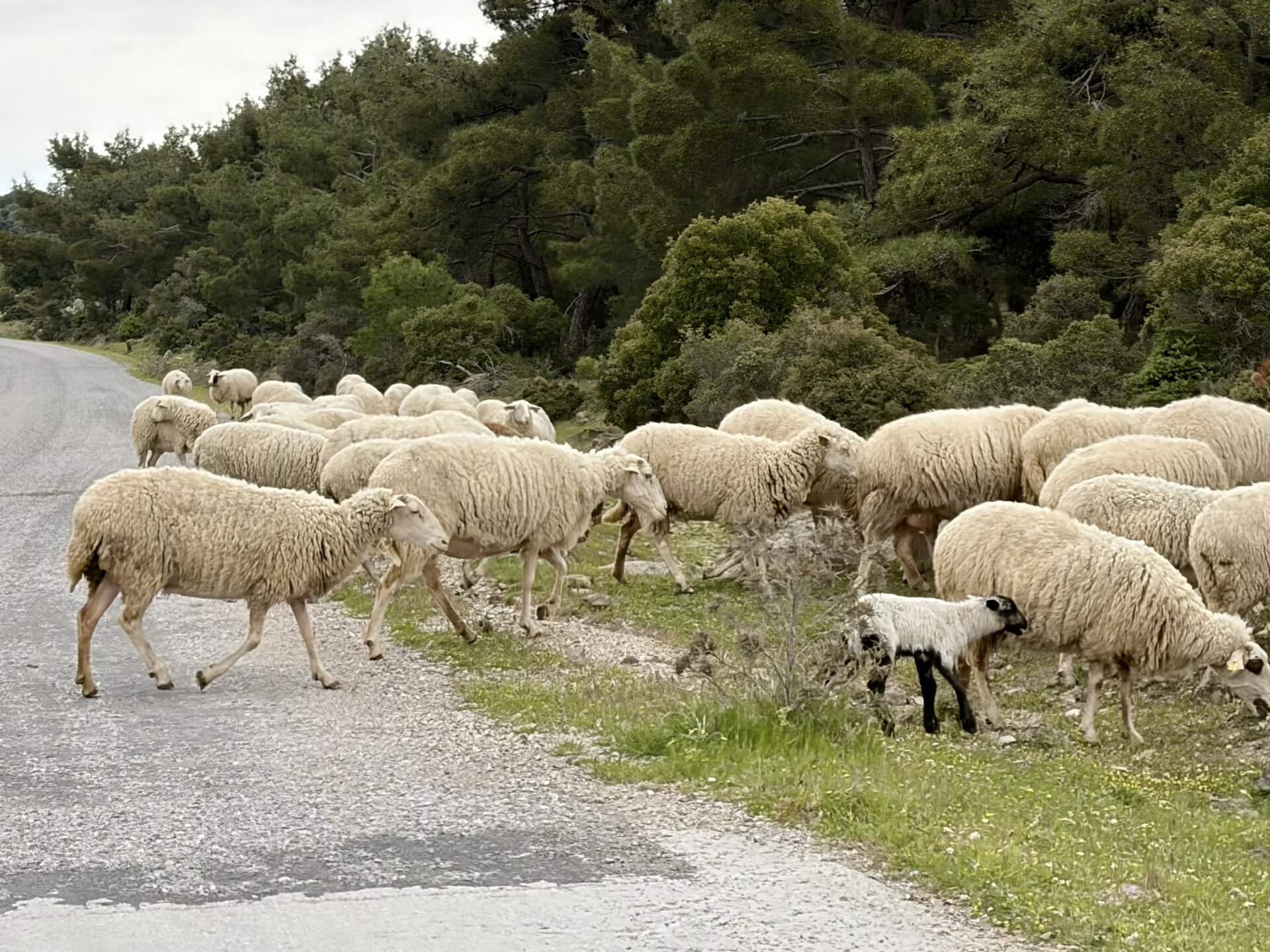 türkei-individuell-griechenland-roadtrip-schafsherde-europa-balkan