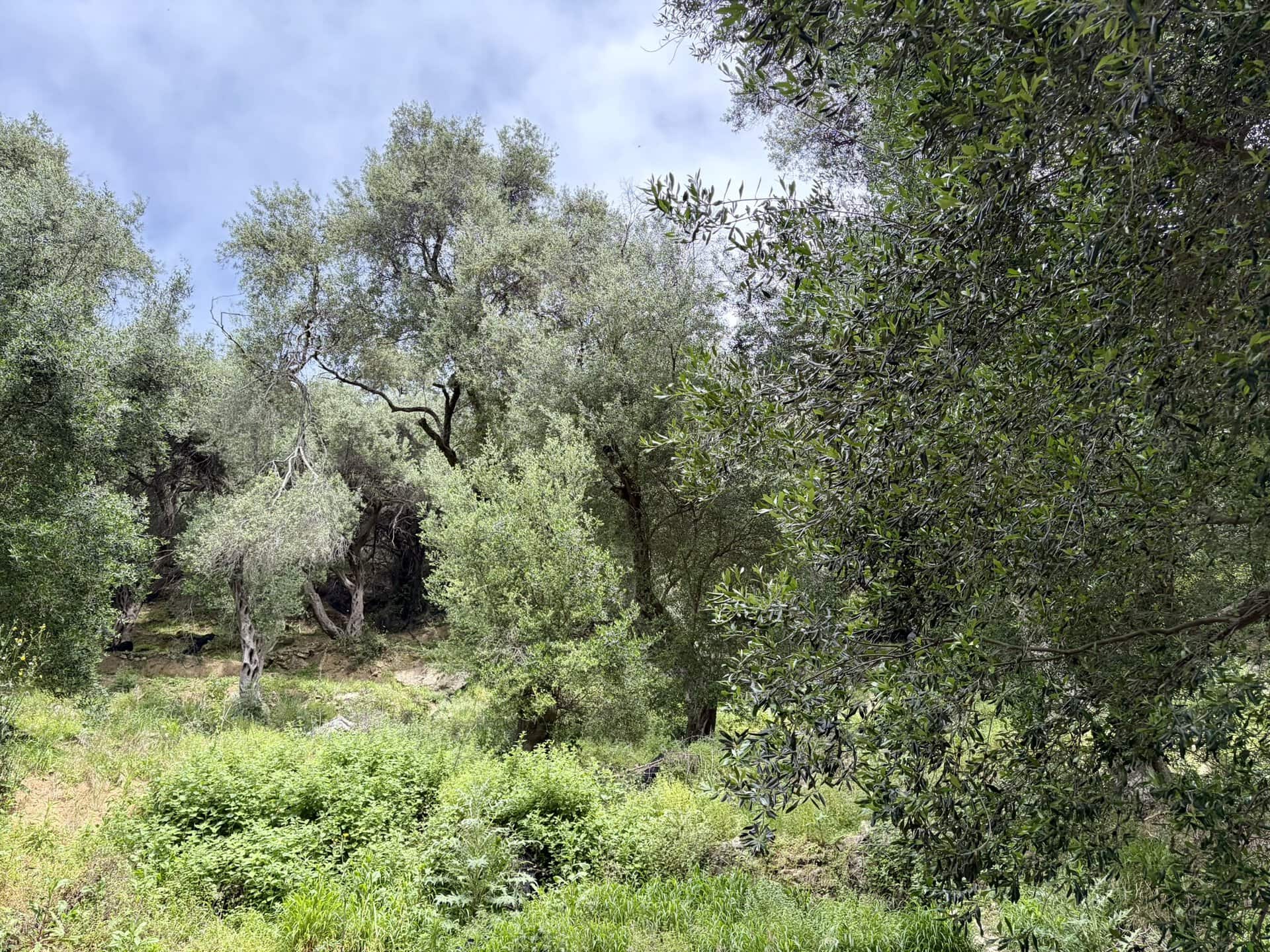individuell-mediterrane-griechenland-vegetation-roadtrip-europa-balkan-türkei