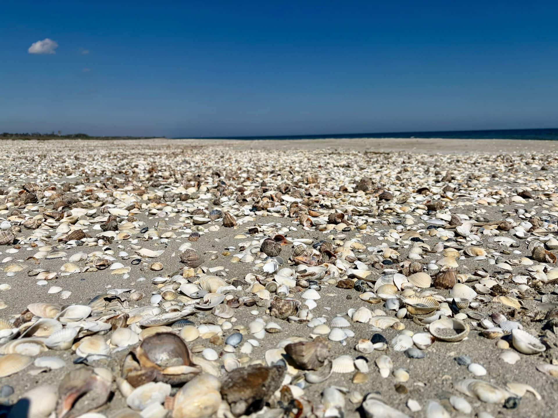 schwarzmeer-muscheln-europa-roadtrip-individuell-osteuropa-strand-rumänien